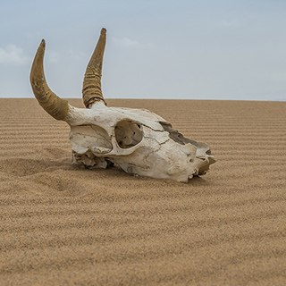 Gobi - Khongoryn Els - Animal skull